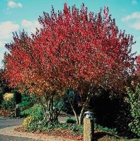 JIM WHITING NURSERY Ornamental Trees Maple, Amur Flame Extremely hardy, small; known for its brilliant fall color. Transplants easily.