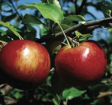 Fruit Trees Apple, Cortland McIntosh cross produces white flesh that is crisp and tender.