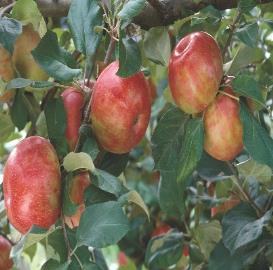 Apple, Honeycrisp A University of Minnesota introduction. Produces crisp, juicy, tart fruit.