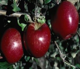 Fruit: Red Ripens: Late Fall Pollination: Another late spring variety Apple, State Fair University of MN, 1978.