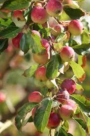 Fruit: Red with yellow Ripens: Early Pollination: Another early spring variety Crabapple, Dolgo This beautiful