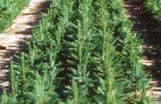 BUNDLES PER PER PER 1000 IN SPRUCE CONTINUED OF 100 1000 10,000 LOTS COLORADO BLUE SPRUCE (Picea Pungens Glauca) Grows over 35 feet.