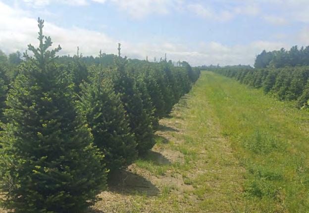 If not controlled, these items can reduce the ability of the trees to take hold. Decide desired end result and determine quantity of trees needed. Christmas tree harvest: plant 6 ft.