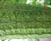 In what concerns the characteristics of the fruit in the green stage and as a sponger, the measurements
