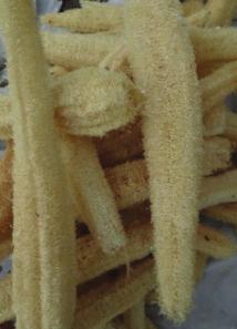 Length (cm) Sponge colour Sponge density Seed colour Luffa acutangula Green ribbed Rough 3.2 4.