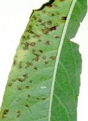 leaf surface Bacterial