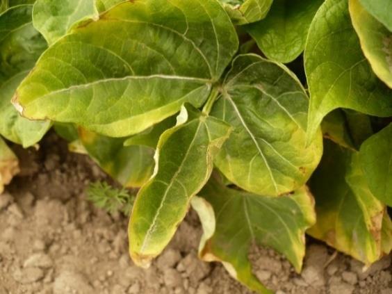 These symptoms are the result of the plant shutting down photosynthesis in the leaf in response to leafhopper feeding. As this pest weakens a plant, it becomes more vulnerable to disease.