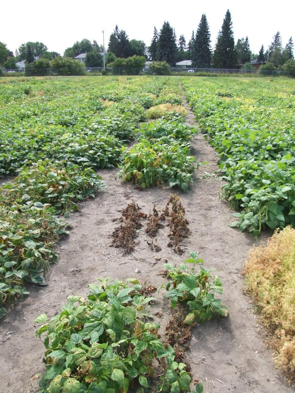 Halo Blight Crossing to exotic material resulted in introduction of susceptibility single