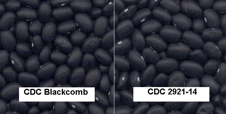 CDC CDC