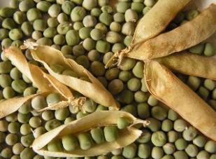 Pulses are a group of 11