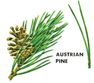 AUSTRIAN PINE, beautiful dark green foliage. Very symmetrical, stout spreading branches. Needles are 3-6 inches long, stout, stiff and two needles per bundle.