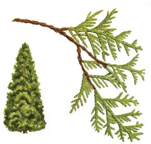 WHITE CEDAR, is often called Arborvitae (Tree of Life) when used as an ornamental planting.