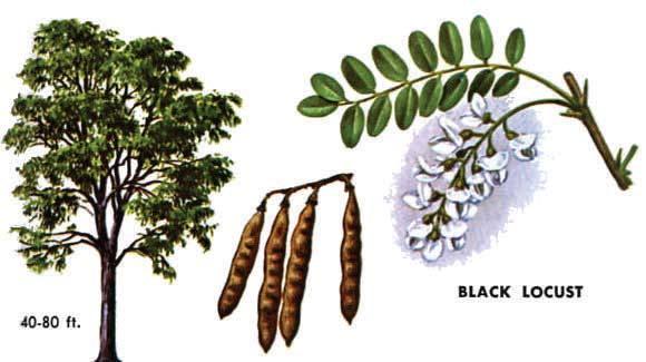 BLACK LOCUST, leaves are 8 14 inches long, each one being made up of 7-19 oval leaflets alternate on both sides of the long, slender stem.