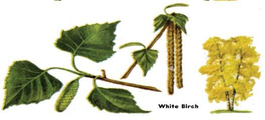 Pods are mostly persistent on the tree through the winter. The tree grows on a variety of soils. It may attain heights of 70-80 feet and diameters of 3 4 feet.