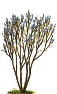 STREAM-CO WILLOW, Small shrub-like tree may grow to 20' in height and 8' to 10' round dense shrub. It s small slender green twigs were once important in basketry.