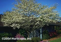 Plant Facts Mature Height 15-30 Feet Mature Spread 15-20 Feet Soil Type Adaptable Moisture Adaptable Mature Form Semi Round Growth Rate Moderate Sun Exposure Full Sun/Full Shade Flower Color White