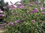 BUTTERFLY BUSH, A prolific, late blooming plant, it needs winter wind protection. If they do suffer winter kill, cut them back to the ground and the roots will usually survive.