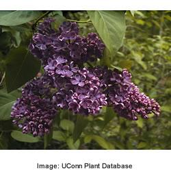 Plant Facts THE COMMON Mature Height 8-10 Feet PURPLE LILAC, Mature Spread 8-10 Feet Syringa Vulgaris, is wellknown and loved by Soil Type Adaptable Moisture Adaptable gardeners all over the world