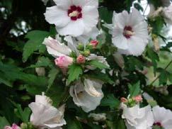 This plant flowers July through September. Althea will tolerate moist soils, full sun, and is ph adaptable.