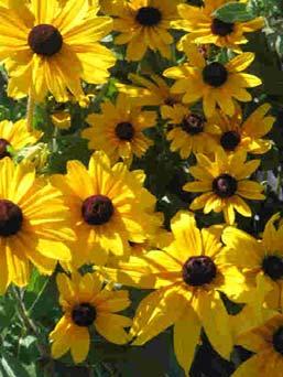 BLACK EYED SUSANS, are flowering plants that grow over three feet tall. They have green leaves up to six inches long. They grow in open woods, gardens, fields, and roadsides.