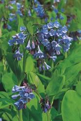 Plant Facts BLUEBELL, The Virginia Mature Height 24-30 inches Blue Bells, 'Mertensia Soil Type Widely Adaptable virginiana', display dainty Moisture Average, Well Drained clusters of pink flower buds