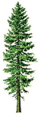 Excellent for beautification and windbreaks and makes good Christmas trees (holds its needles very well). Wood is moderately valuable for light construction. Will reach 75' in height.