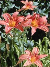 SUNSET DAYLILY - HERMEROCALLIS Description: 36" high perennial. It has a flower that is orange with a yellow-gold throat. Daylily is a highly adaptable plant.