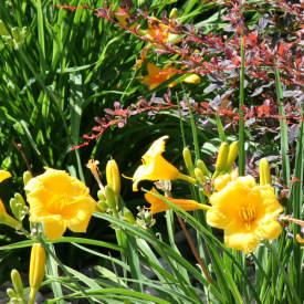 Daylily also has an extensive root system that makes it an excellent plant for soil erosion areas.