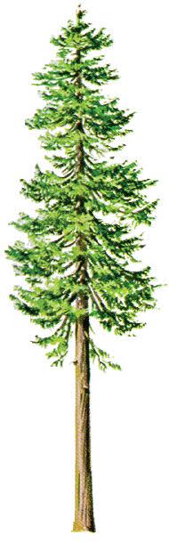 Nice 6"-8" DOUGLAS FIR, dense foliage of soft, flattened, pointed needles which are ½"-1 ½" long. Has a straight trunk reaching 100' tall.
