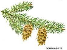 Somewhat shade tolerant. A favorite Christmas tree. Excellent for ornamentals, hedges and windbreaks. To reduce potential insect problems, douglas fir shouldn t be planted near Norway or Blue Spruce.