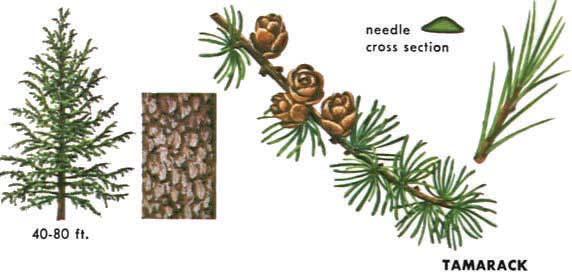 BLACK HILLS SPRUCE, Ornamental evergreen with bright green to bluish needles. Dense, conical in shape, ideal in windbreaks or screens. Slow growing. Mature height of 30'-60' with 15'-25' spread.