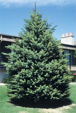It is a tough tree for difficult sites. It is adapted to cold and is very resistant to winter injury.