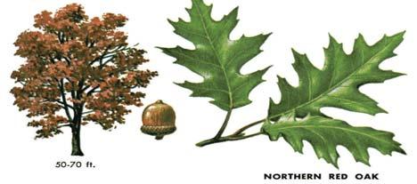 RED OAK, leaves are 5-8 inches long and have 7 11 lobes. Each lobe is sharply pointed. Leaves are deciduous, turning red before they fall in autumn. The tree will reach 60-80 feet in height.