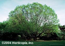 WHITE OAK, has deciduous leaves 5 9 inches long with 7-9 rounded lobes. The acorn is about ¾ inch long, light chestnut brown in color. The tree reaches 80-100 feet in height.