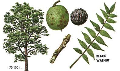 PIN OAK, also referred to as (Swamp Oak) is a native Oak species that grows in the Mid-Atlantic states extending out towards the western great plains.