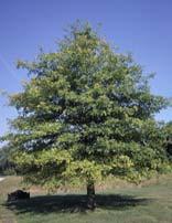It is probably the favorite Oak to use as a shade tree, because its fibrous root system re-establishes quickly after root pruning, and because of its symmetry and the potential for quick shade with