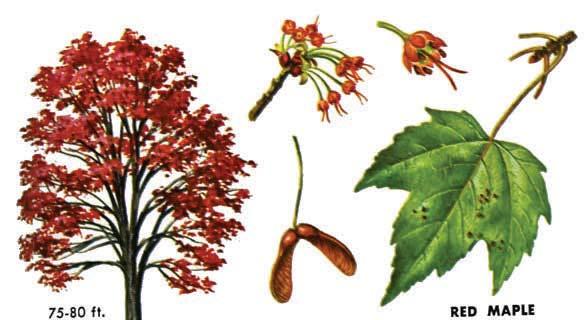 Squirrels Chipmunks, Blue jays, deer, grouse, quail and pheasant usually get there first. Nice 8-12" plants SUGAR MAPLE, is one of the largest and most important hardwoods of eastern forests.
