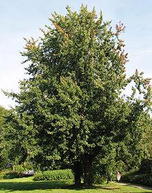 SILVER MAPLE is a is a relatively fast-growing deciduous tree, commonly reaching a height of 50 80 ft, Its