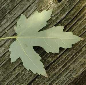 Leaves are green on top and silvery underneath. They become pale yellow in autumn.