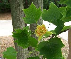 TULIP TREE, sometimes referred to as yellow poplar, is the tallest of the eastern hardwoods.