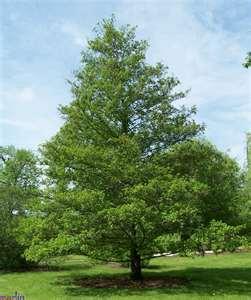 BLACK ALDER is a fast growing flat to pyramidal shaped tree. This tree can reach a height of approximately 60 ft. while having a canopy spread of 25 ft.
