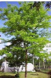 The tree can survive a number of stressful conditions including: roadsides, parking lots, and as windbreaks.