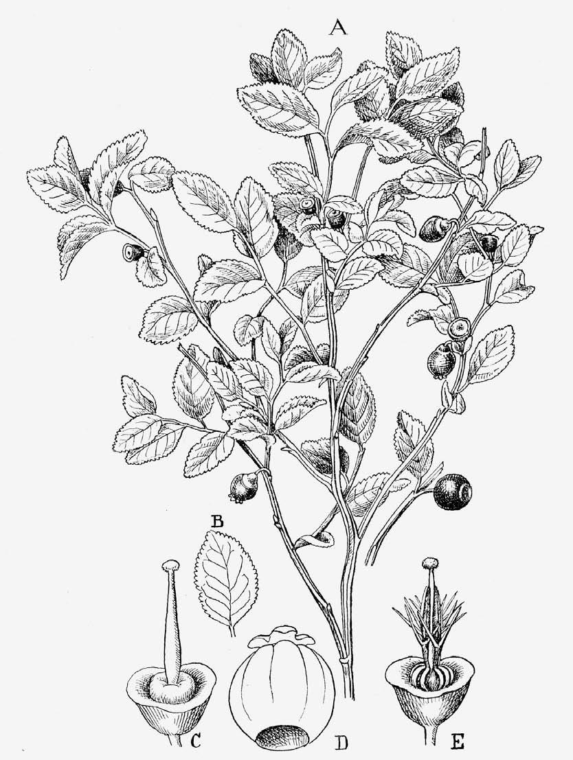 30 CANOTIA Vol. 4 (2) 2008 Ericaceae Figure 6.