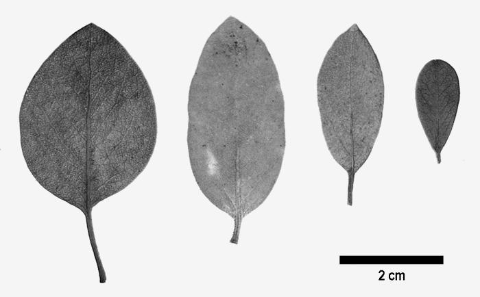 2008 VASCULAR PLANTS OF ARIZONA 27 A B Ericaceae Figure 2.