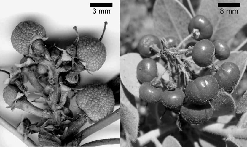 with a smooth surface) - (images courtesy of L.R. Landrum). Ericaceae Figure 3.