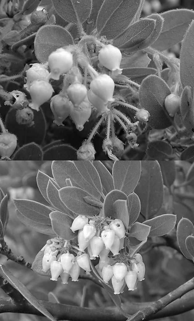 28 CANOTIA Vol. 4 (2) 2008 A B Ericaceae Figure 4. Comparison of Arctostaphylos inflorescences: (A) A.