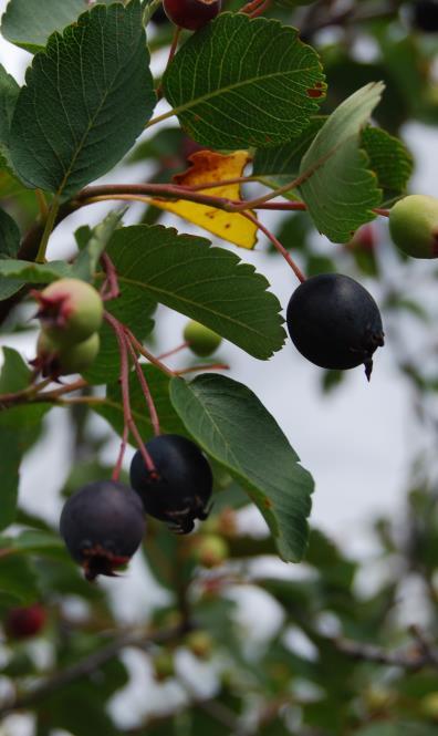Amelanchier alnifolia serviceberry (Saskatoon) ROSE Family