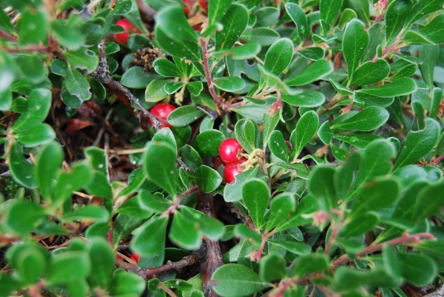 berries Leaves: alternate, oval to spoon shaped, smooth