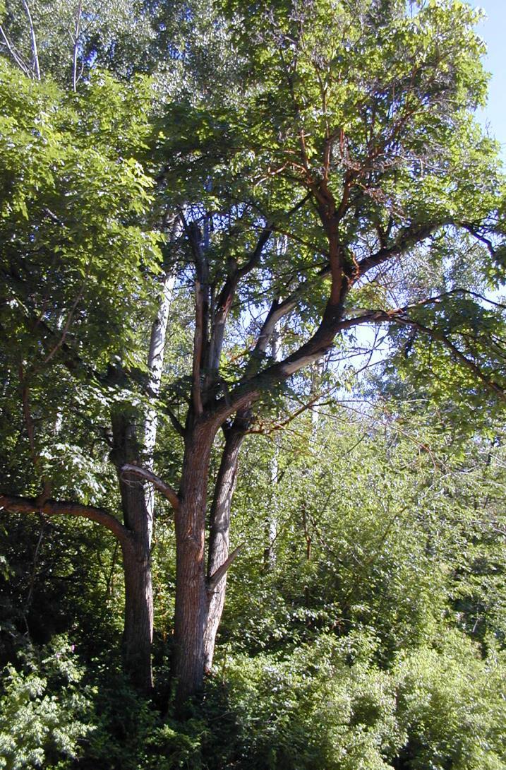 Up to 130 feet tall Bark: young-smooth &