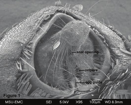 Ventral view of ovipositor of the cactus moth, Cactoblastis cactorum. Fig. 2.